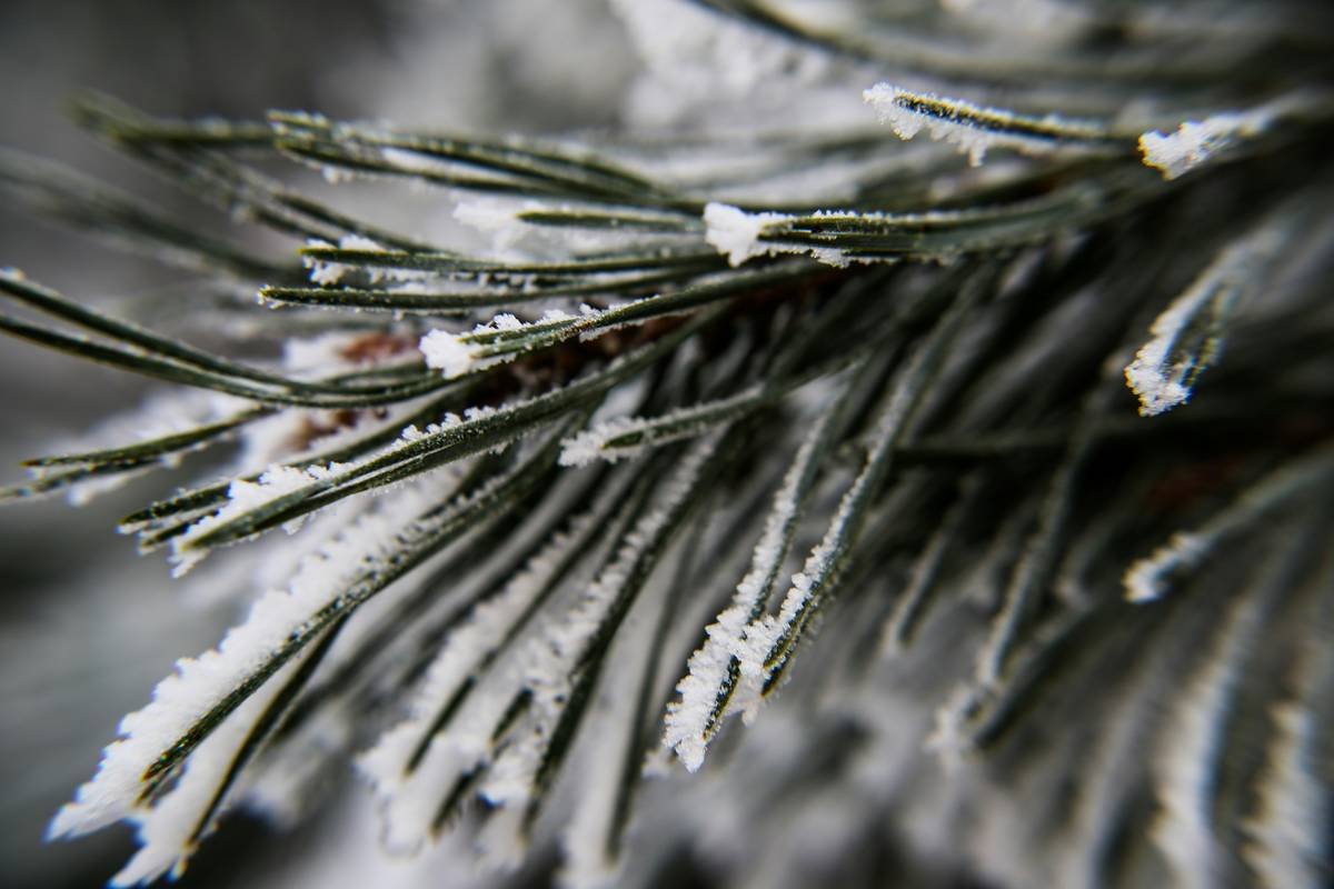 Close-up of frosted pine needles on a branch.