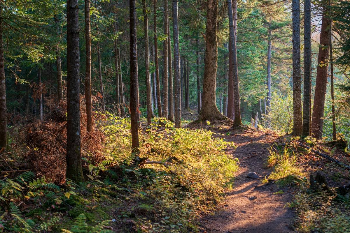 dreamy forest