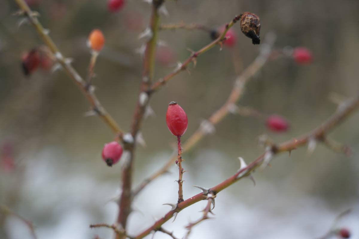 Red rose hips on a thorny branch in winter